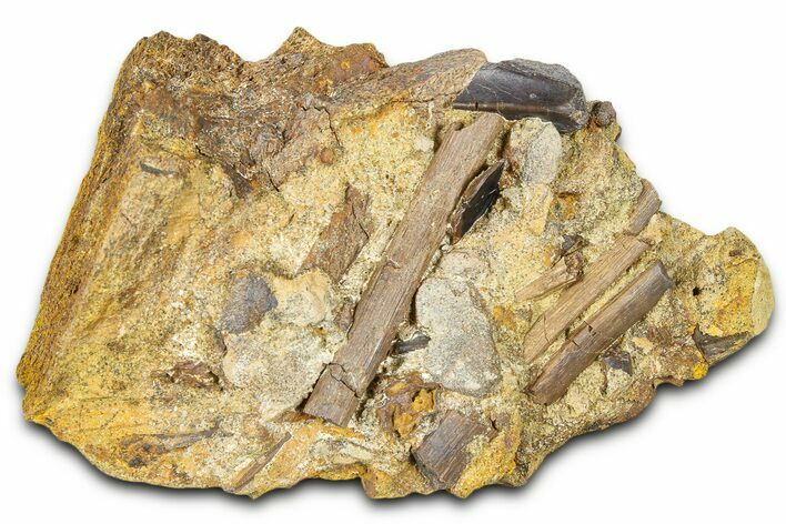 Dinosaur Tendons, Tooth & Gar Scale in Sandstone - Wyoming #370633